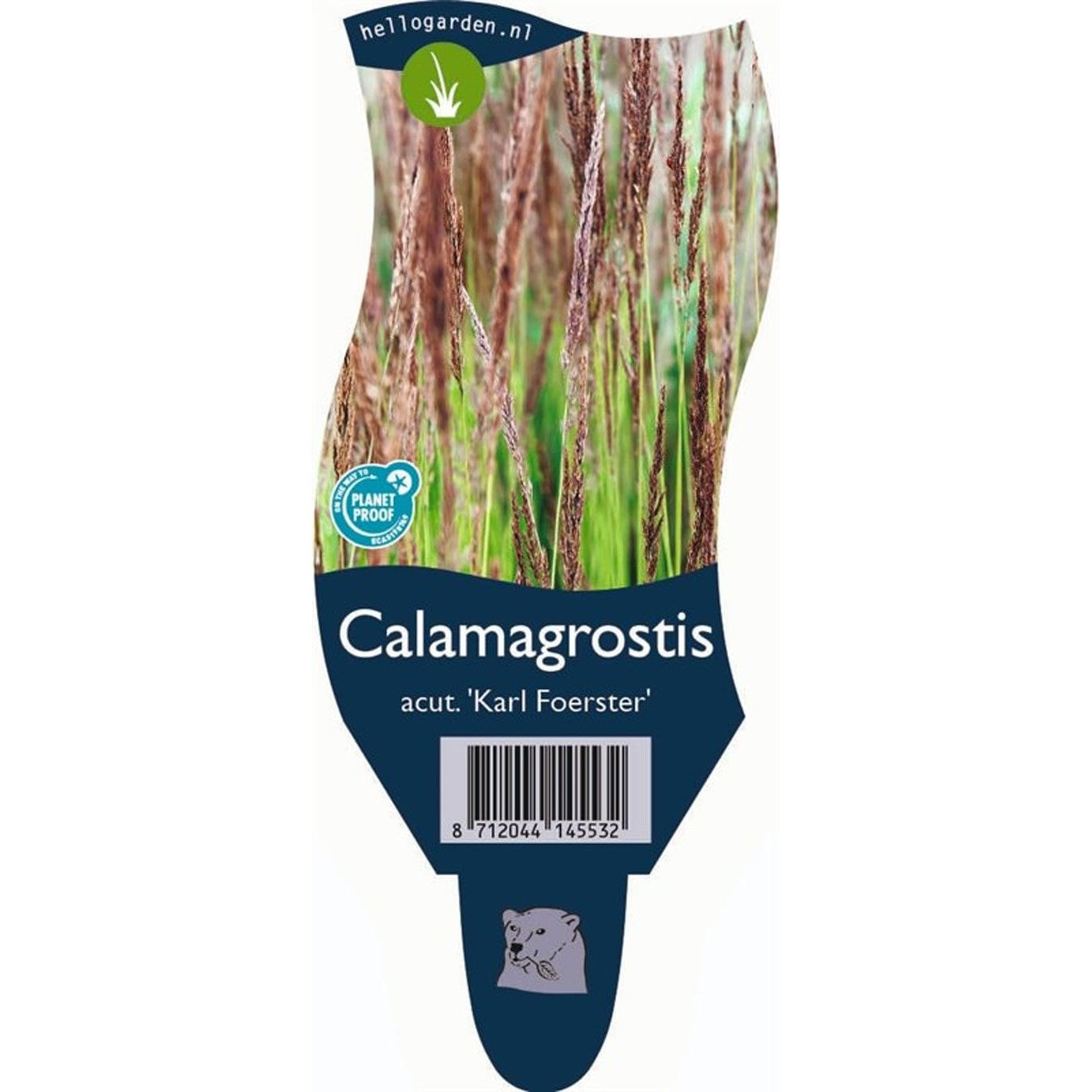 Tuvrör – Calamagrostis acutiflora 'Karl Foerster' - P11